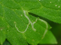 Phytomyza ranunculi