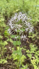 Allium decipiens quercetorum