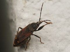 Eremocoris plebejus