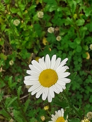 Leucanthemum vulgare