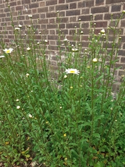 Leucanthemum vulgare