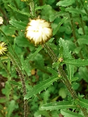 Leucanthemum vulgare
