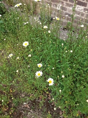 Leucanthemum vulgare