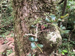 Planchonella cotinifolia