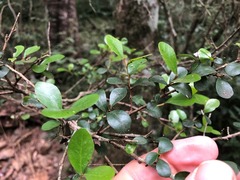 Planchonella cotinifolia