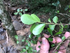 Planchonella cotinifolia