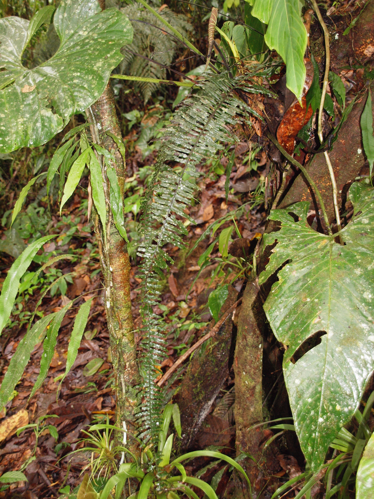 Pecluma eurybasis