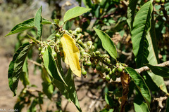 Discopodium penninervium