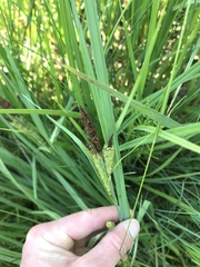 Carex nigra