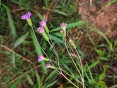 Emilia prenanthoidea