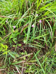 Emilia prenanthoidea