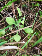 Emilia prenanthoidea