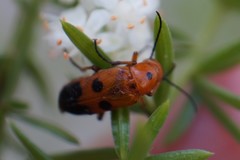 Nemognatha chrysomelina