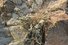 Heliotropium calcareum