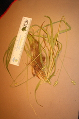 Carex cephaloidea