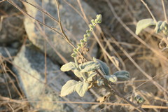 Heliotropium calcareum