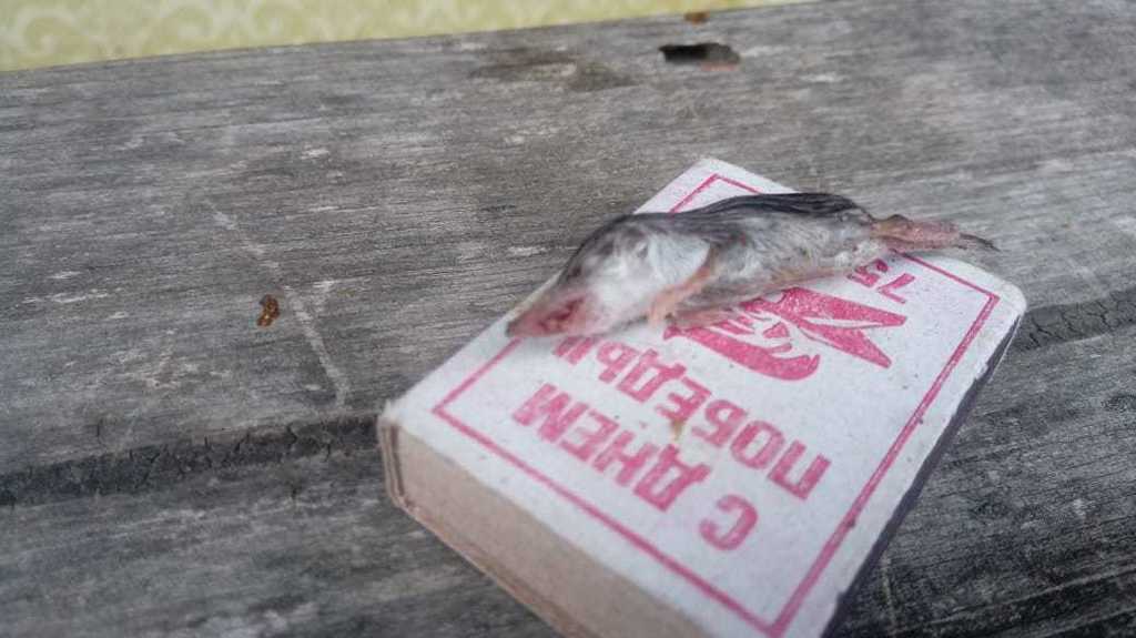 Lesser White-toothed Shrew from Большие Алгаши, Чувашская Респ., Россия ...