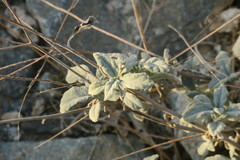 Heliotropium calcareum