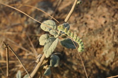 Heliotropium calcareum