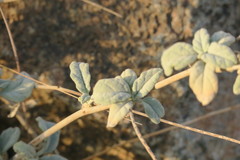 Heliotropium calcareum