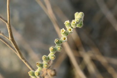 Heliotropium calcareum