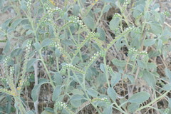 Heliotropium calcareum