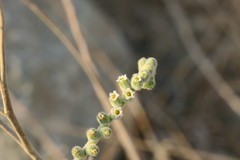 Heliotropium calcareum