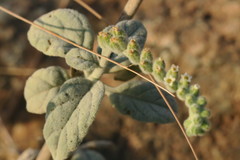 Heliotropium calcareum