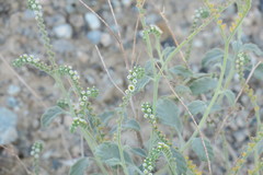 Heliotropium calcareum