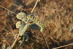 Heliotropium calcareum