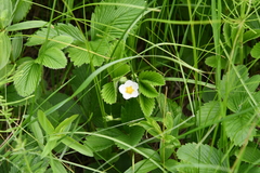 Fragaria moschata
