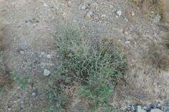 Heliotropium calcareum