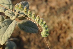 Heliotropium calcareum