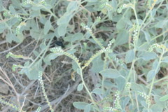 Heliotropium calcareum