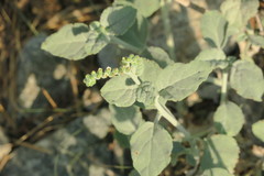 Heliotropium calcareum