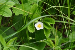 Fragaria moschata