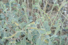 Heliotropium calcareum