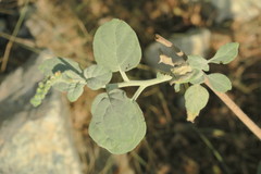 Heliotropium calcareum