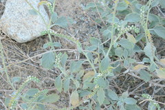 Heliotropium calcareum