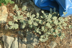 Heliotropium calcareum