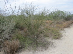 Parkinsonia texana macra