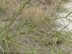 Parkinsonia texana macra