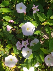 Convolvulus arvensis