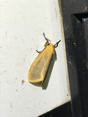 Symmetrodes sciocosma