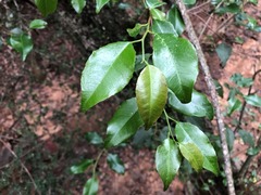 Excoecaria dallachyana