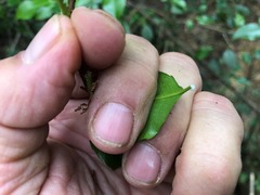 Excoecaria dallachyana