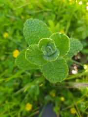Mentha suaveolens