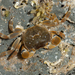 Notched Shore Crab - Photo (c) Catching The Eye, some rights reserved (CC BY-NC)