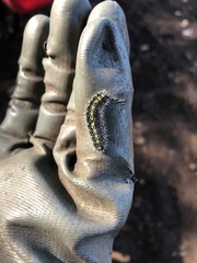 Callimorpha dominula