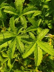 Potentilla reptans